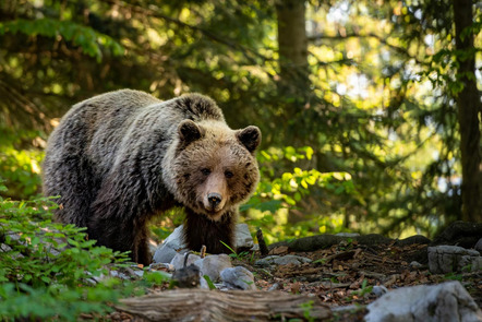 Ullrich Bernd - Fotoclub Miltenberg e.V. - brown bear - Annahme