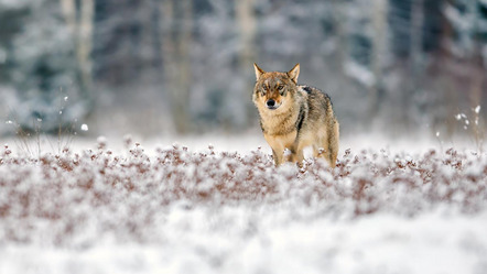 Walch Michael - Direktmitglied Bayern - Der Wolf - Annahme