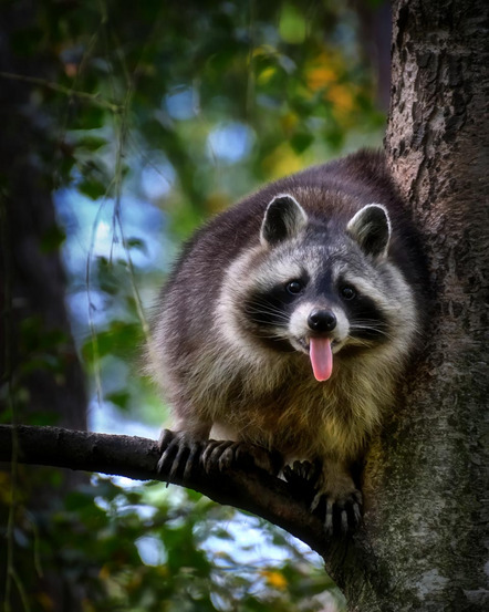 Körner Helmut - Fotoclub Miltenberg e.V. - Waschbär - Annahme