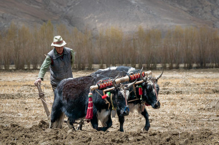 Ullrich Bernd - Fotoclub Miltenberg e.V. - Tibetan Farmer with Wooden Plow - Annahme