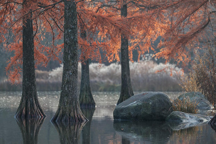 Schleicher-Schwarz Roswitha - Fotoclub Erding - Westpark im Herbst - Annahme