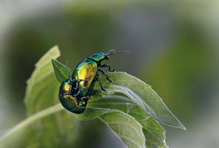 Peks Heinz - Fotokreis Schwanfeld - Gastrophysa viridula - Annahme