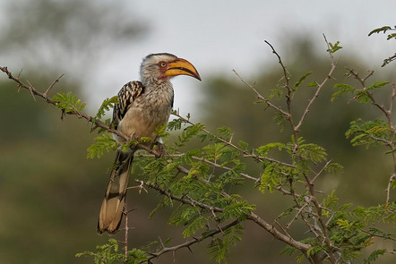 Kraus Harry - Fotogruppe Blickwinkel Wertingen - Yellowbilled Hornbill - Annahme