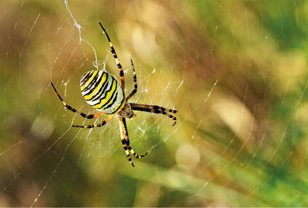 Peks Heinz - Fotokreis Schwanfeld - Wespenspinne - Annahme