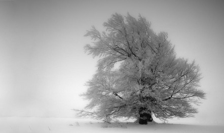 Demmler Sonja - Fotoclub Bad Neustadt - Winterpracht - Annahme