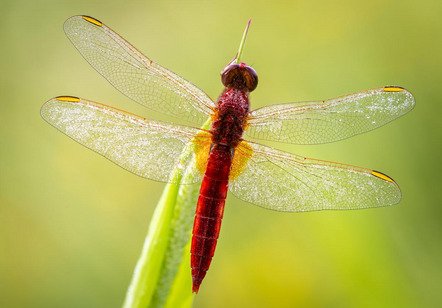 Ullrich Bernd - Fotoclub Miltenberg e.V. - Scarlet Darter in the Morning Dew - Annahme