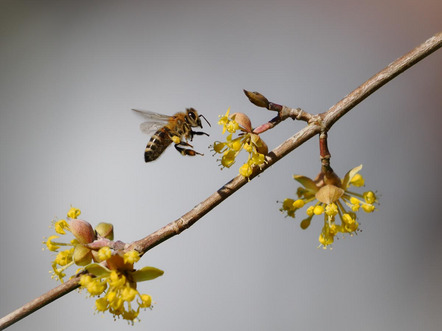 Kunz Sylvie  - Rainer Fotofreunde e.V. - Frühling    - Annahme