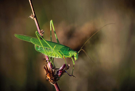 Peks Heinz - Fotokreis Schwanfeld - Phaneroptera falcata - Annahme