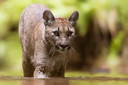 Hank Roland - AKF Kaufbeuren - Puma plantschen - Annahme