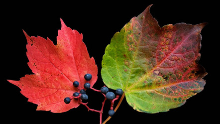 Kürbiß Gottfried - fotoclub würzburg - Beeren und Blätter - Annahme