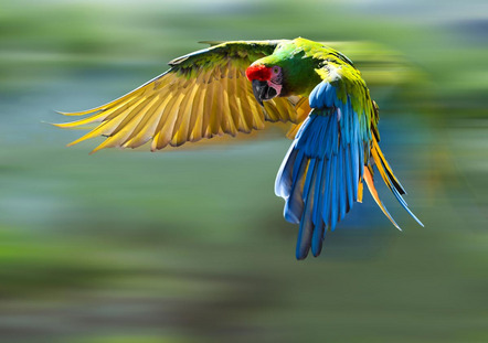 Lippert Helmut - Fotofreunde Wertheim - Ara im Flug - Annahme