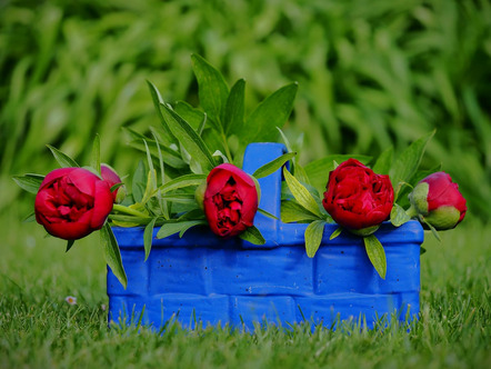 Kunz Sylvie  - Rainer Fotofreunde e.V. - Im Garten    - Annahme