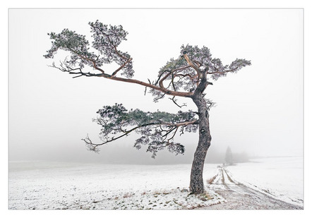 Gerhard Syha - Fotoclub Arzberg - Wetterkiefer im Winter - Medaille