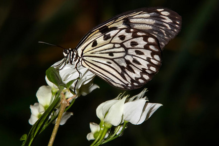 Patricia Fitz  - Fotoclub Coburg e.V. - Butterfly 11 - Annahme