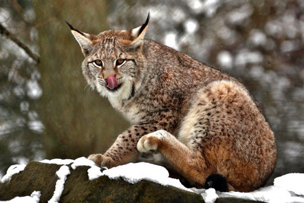 Angelika  Dietrich - Fotoclub Coburg e.V. - Luchs - Annahme